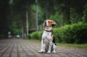 Best Dog Collars of 2025