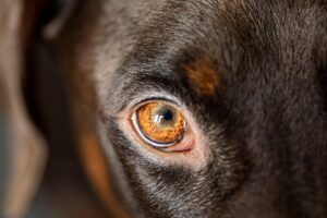 Best Dog Probiotics for a Healthy Pooch in 2025