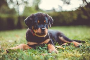 Best Dog Probiotics for a Healthy Pooch in 2025